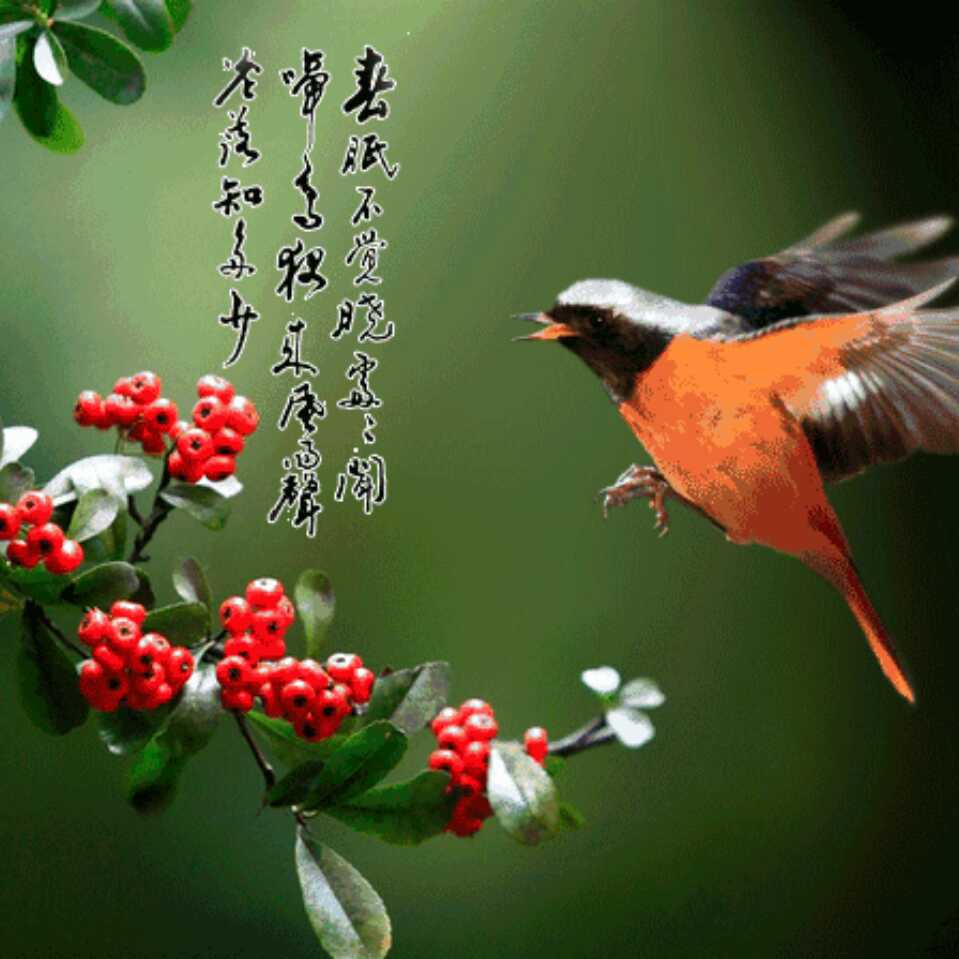 鸟语花香9343头像