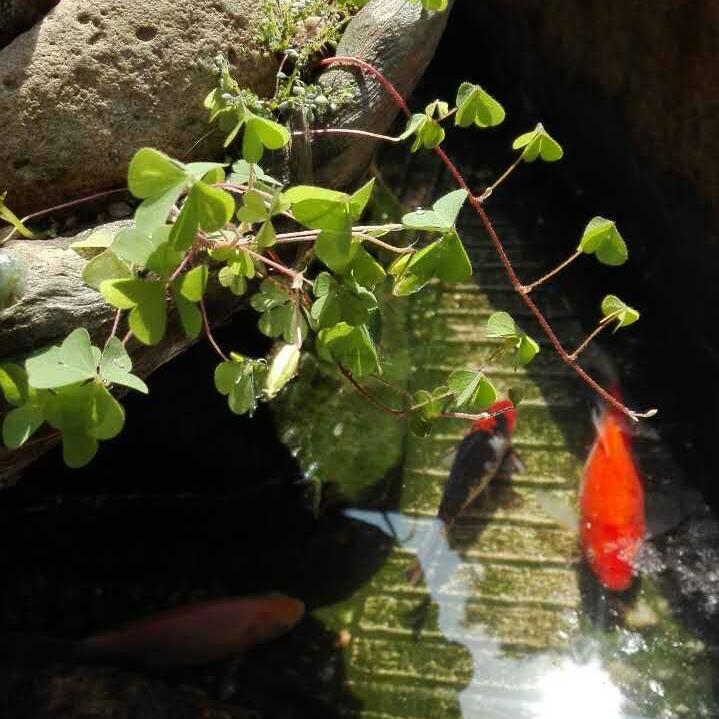 拓拔悲弘头像