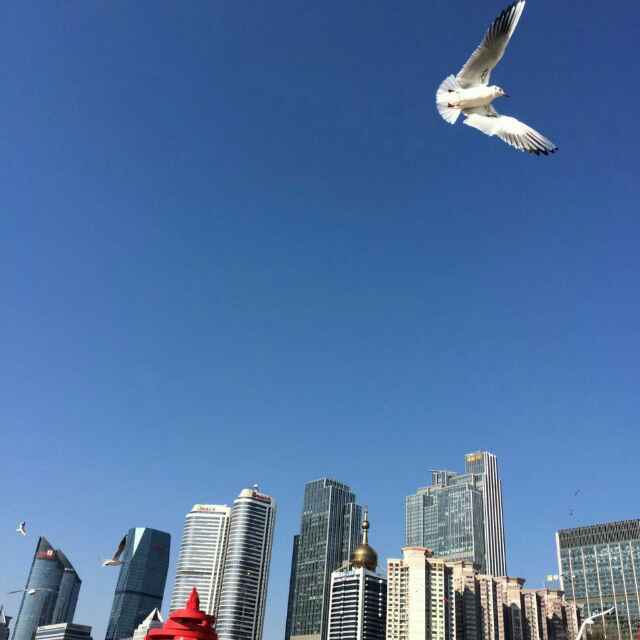 西门奥迪头像