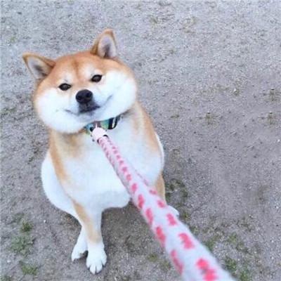娱乐吃丸子头像