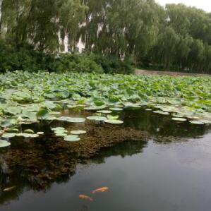 霸气的大妞头像