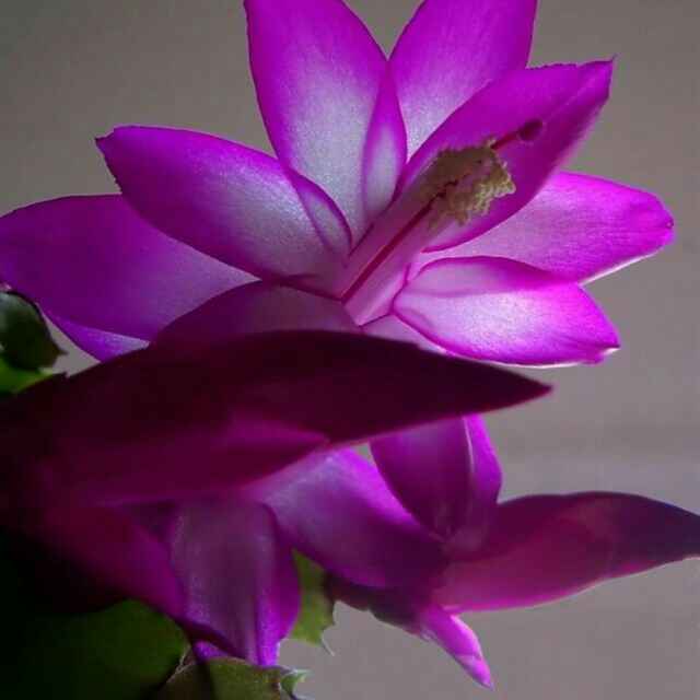 隔壁张阿姨484头像