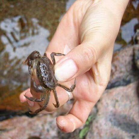 毛子小行头像