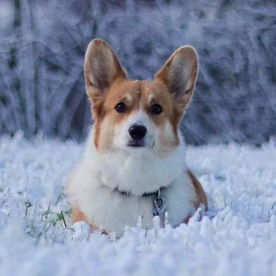 雪地里的小柯基头像