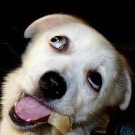 纸箱小哥哥头像