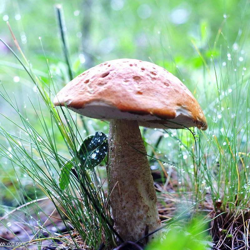 蘑菇上的雨露头像