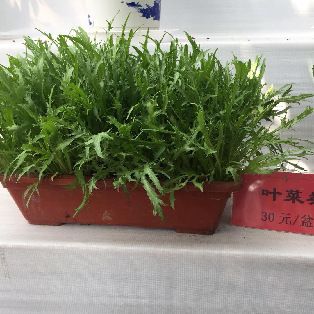 寿光市农技协头像