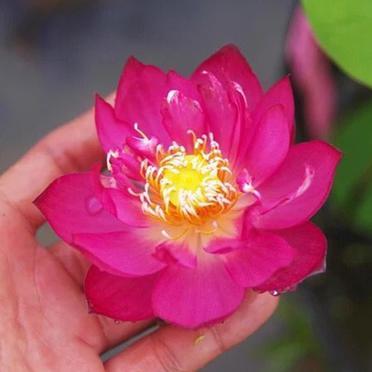 和谐小花头像