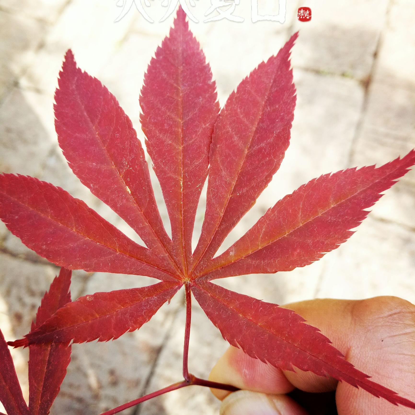 QSYY小悠头像