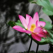 无名的诗头像