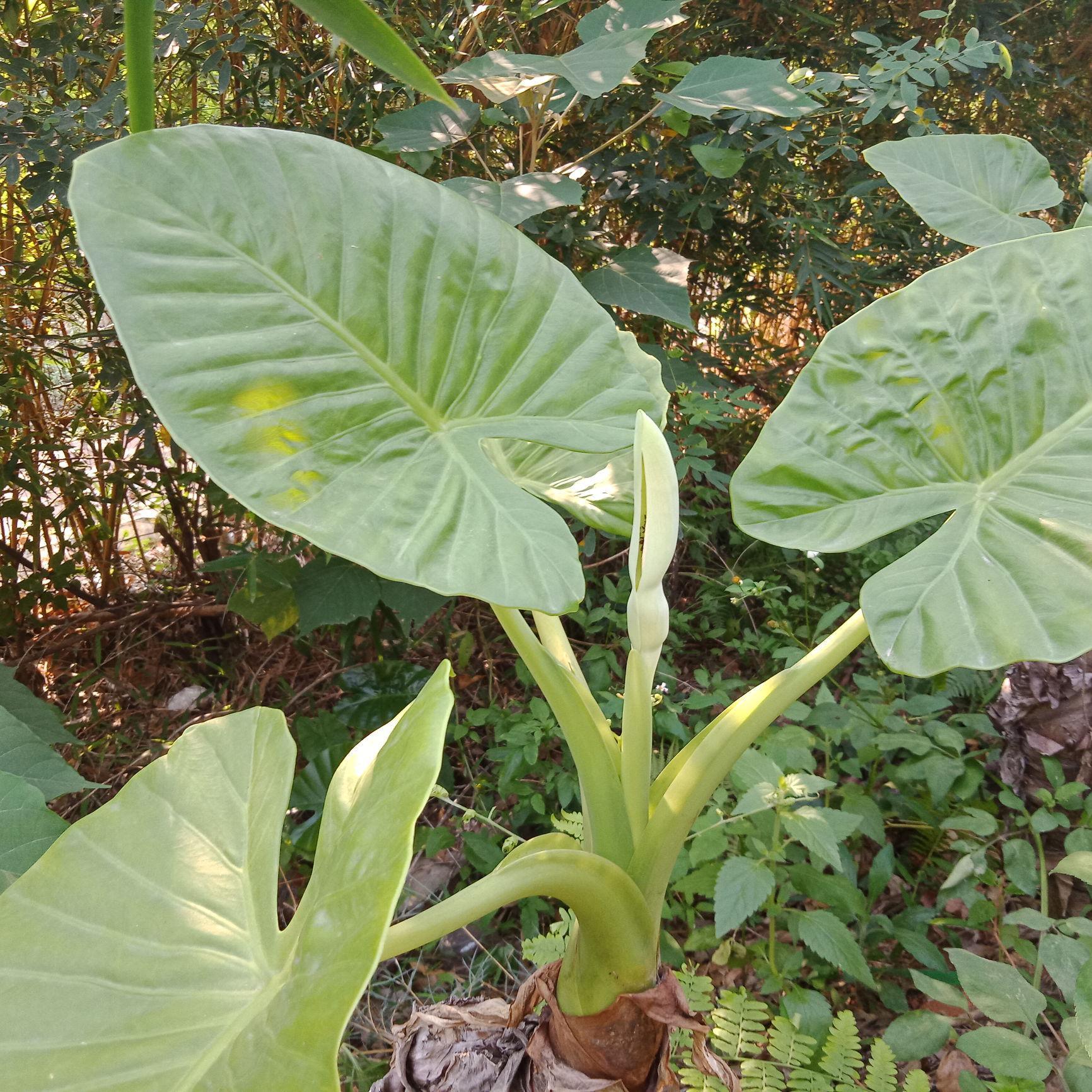 湘嘉梅花头像