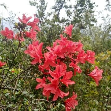 花草树木2018头像