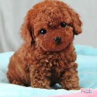 泰迪犬百科头像