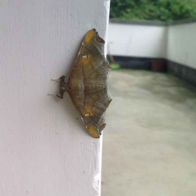 何必呢6302头像