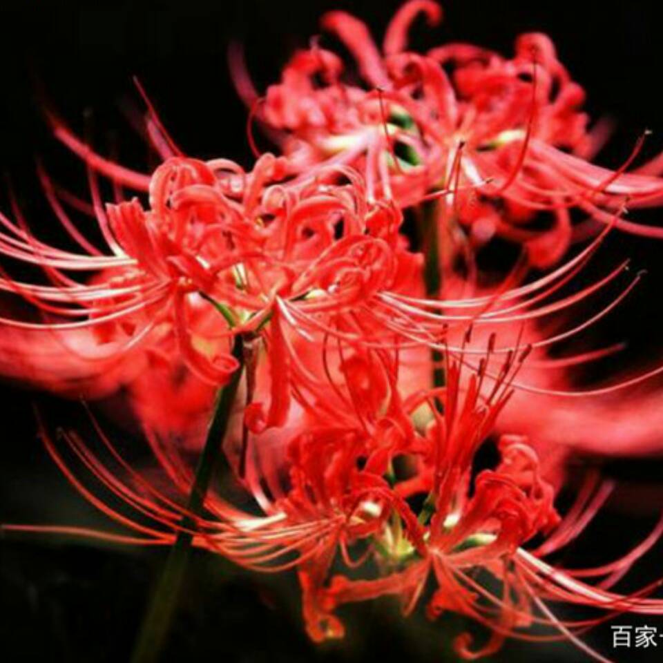 彼岸花开62686头像