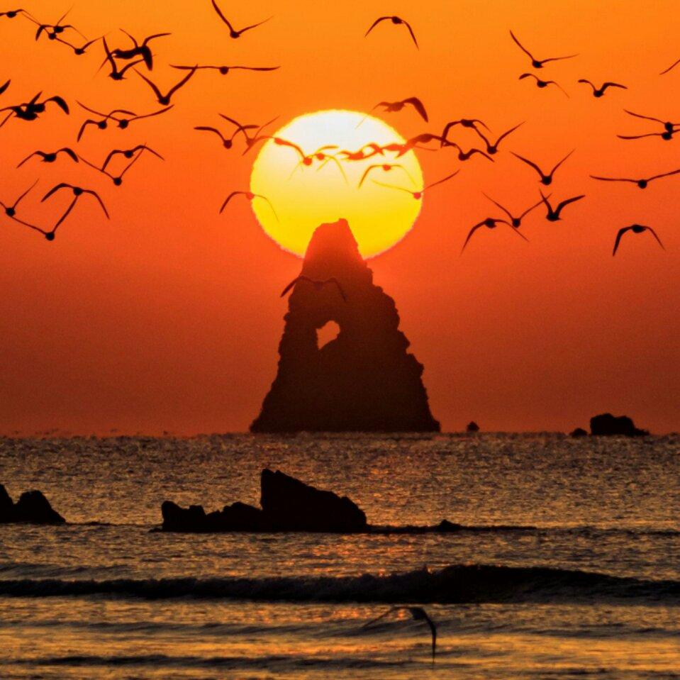 向着清晨的太阳飞头像