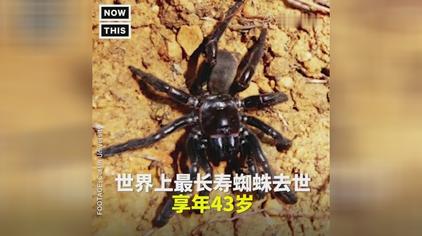 家蜘蛛能活多久 西瓜视频