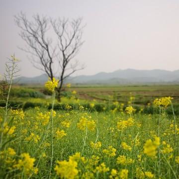 胡湾坡院兵头像