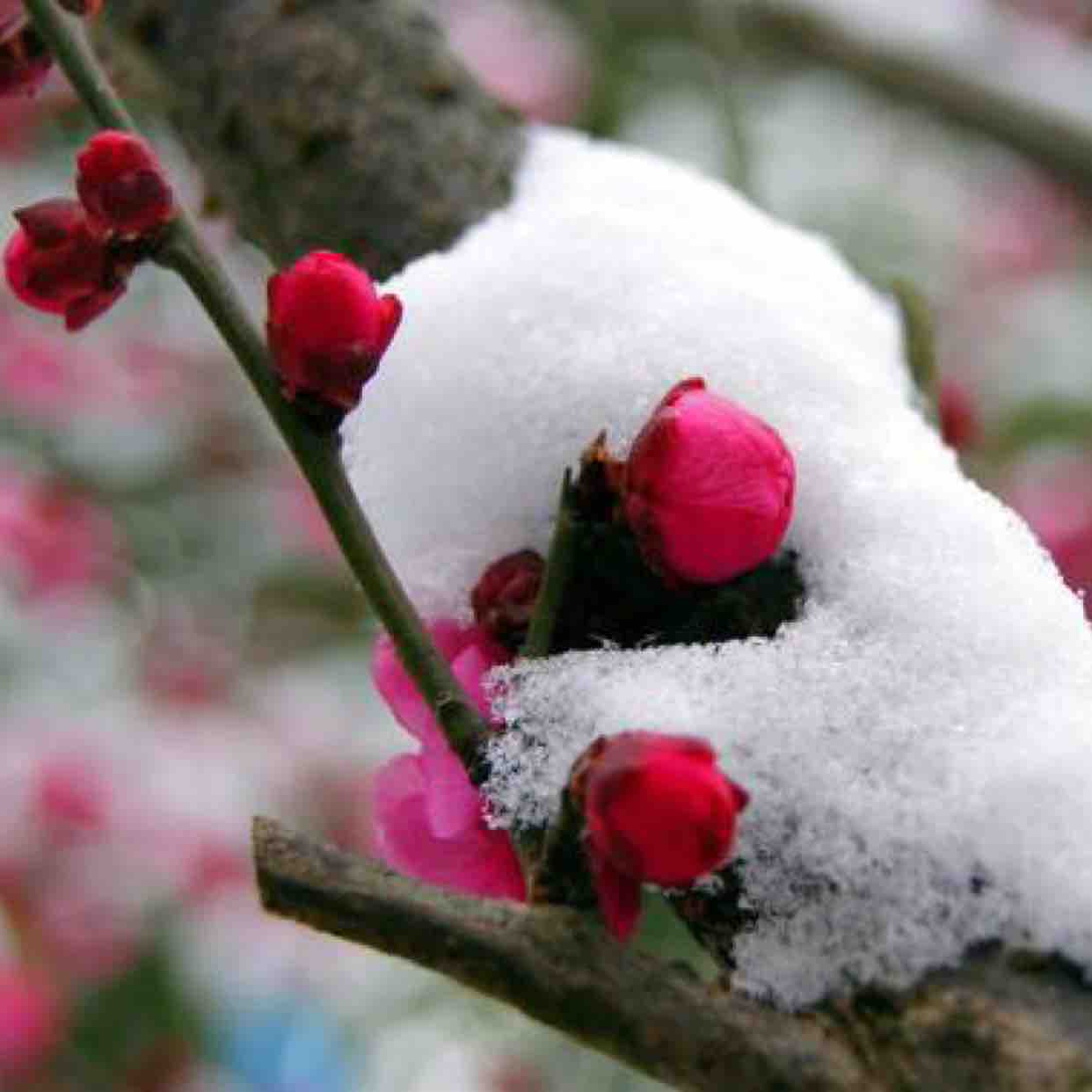 正月梅花雪裡香頭像