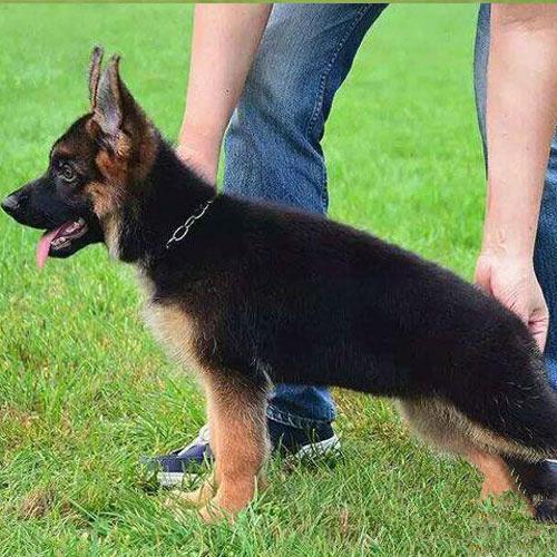 马犬养殖,马犬训练,马犬幼犬几个月开始立耳