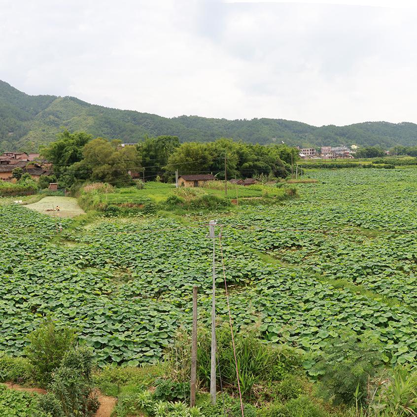 乡村振兴大叔头像