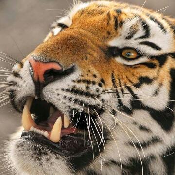 傲视群雄no1头像