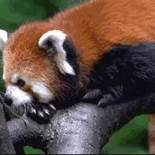 潘达大海头像