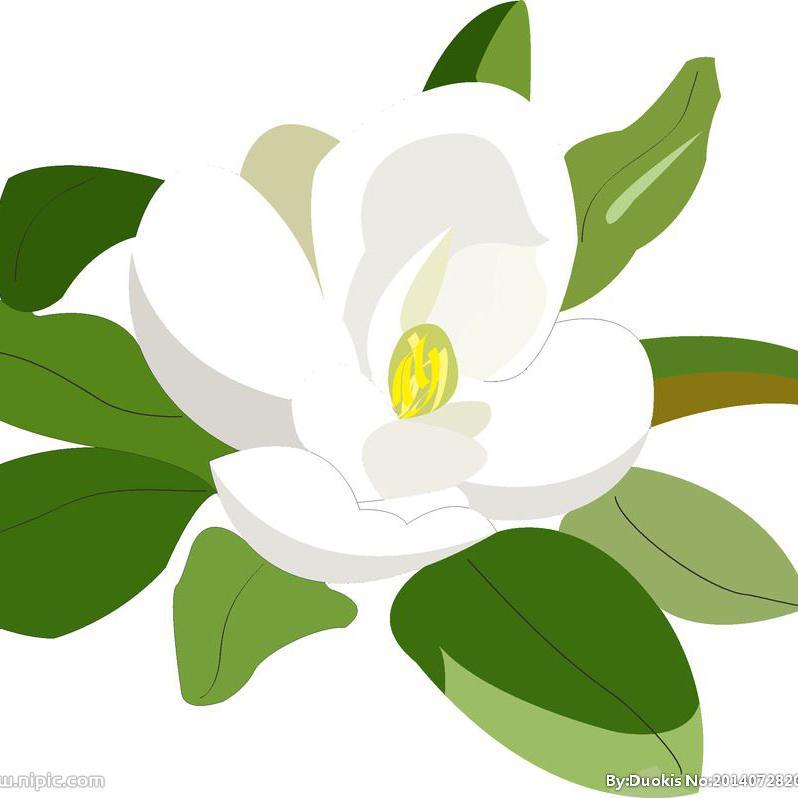 大个胖茉莉头像