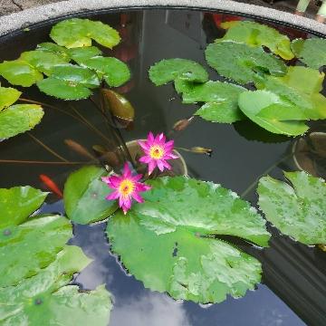 一介布衣一烦人了无趣头像