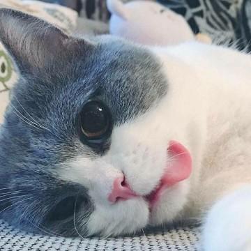 诗仙吴小白头像