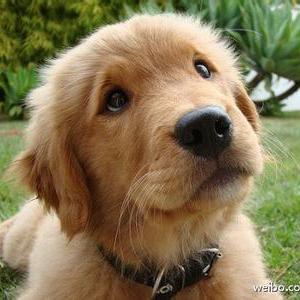 苏媚鱼刺身 西瓜视频