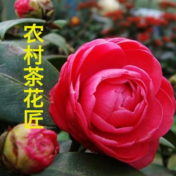 农村茶花匠头像