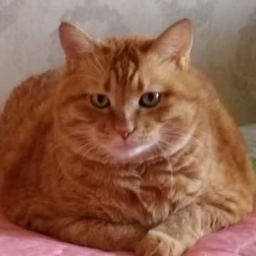 网红大胖猫头像