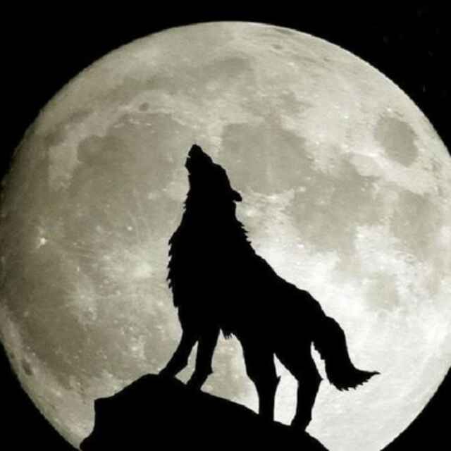 月亮狼头像图片