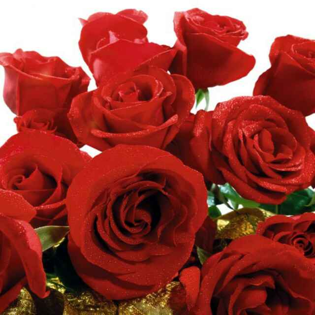 鸟语花香73013024头像