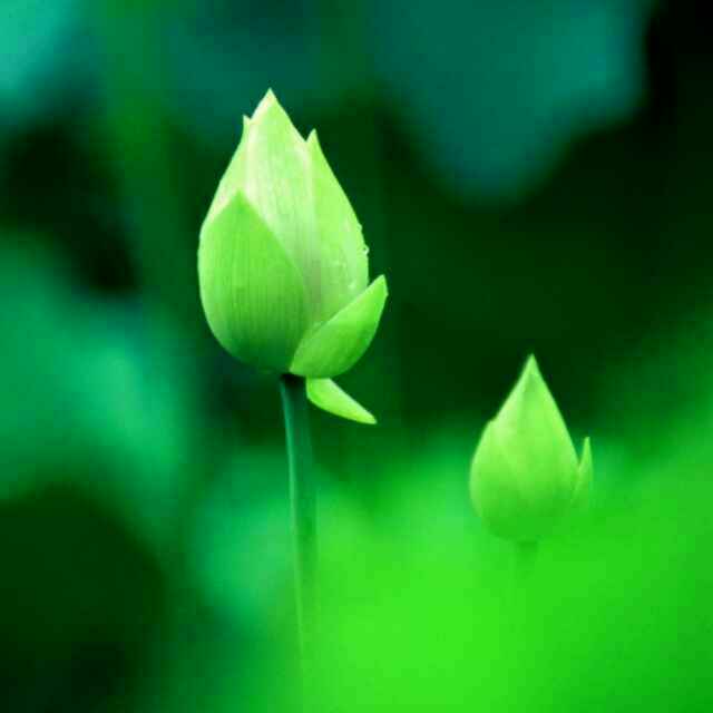 极乐九品莲头像