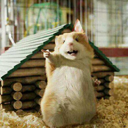 寅子的游戏视频头像