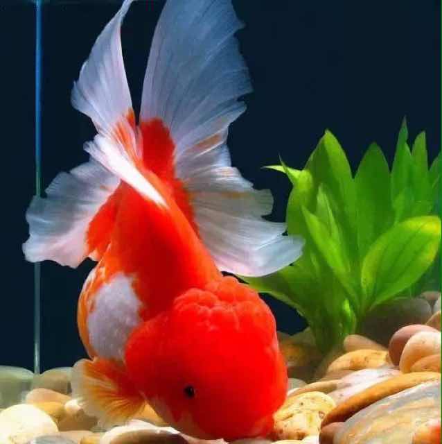 春华秋实58060头像