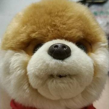 黑凤梨内脾气头像