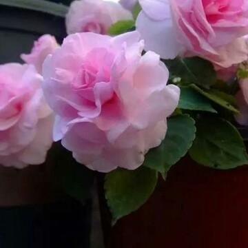 花花世界真美头像