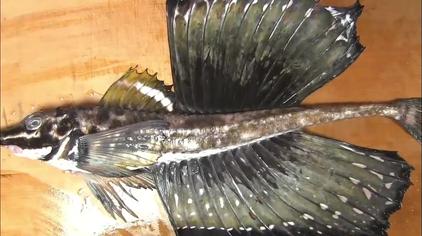 野八角醉鱼法视频 西瓜视频