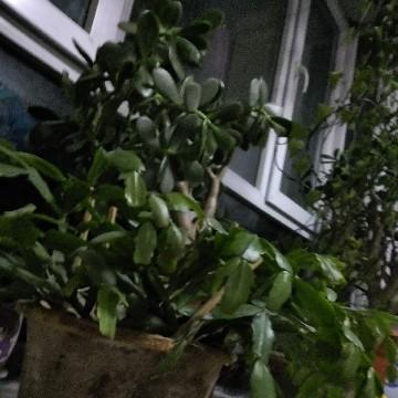 翠昆仑头像