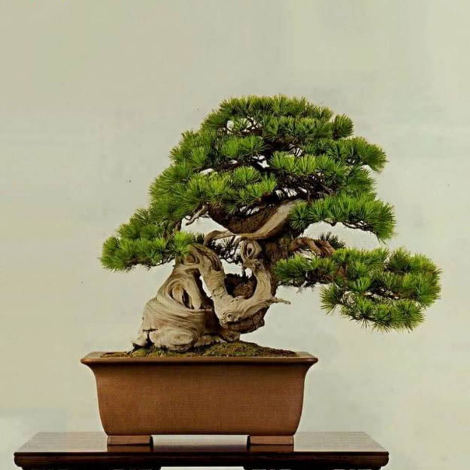 青松景如青头像