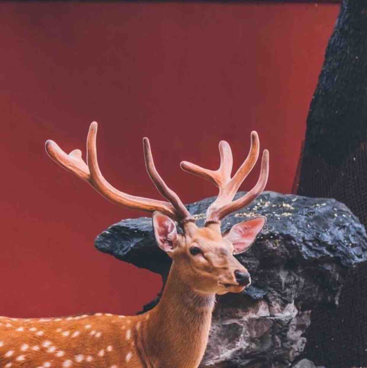 鹿的照片高清头像图片