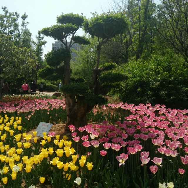 花好月圆4657头像