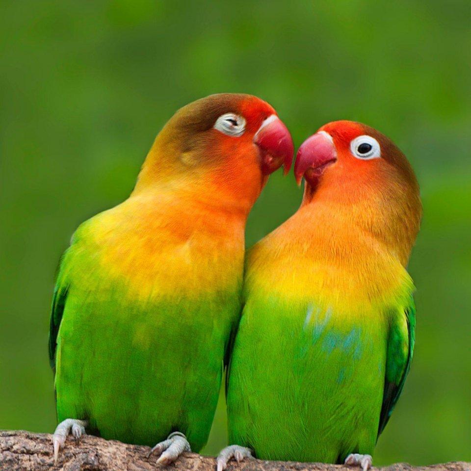 薛万勤招财进宝头像