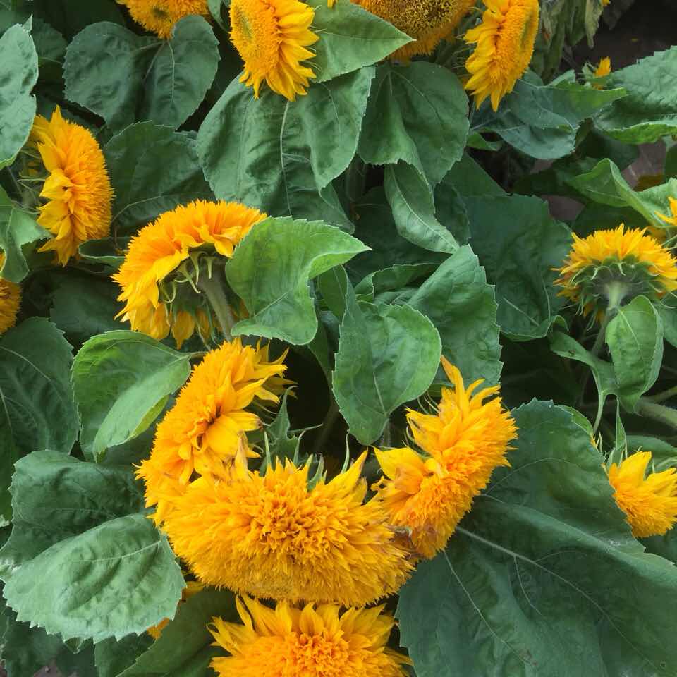 柠檬草42402头像