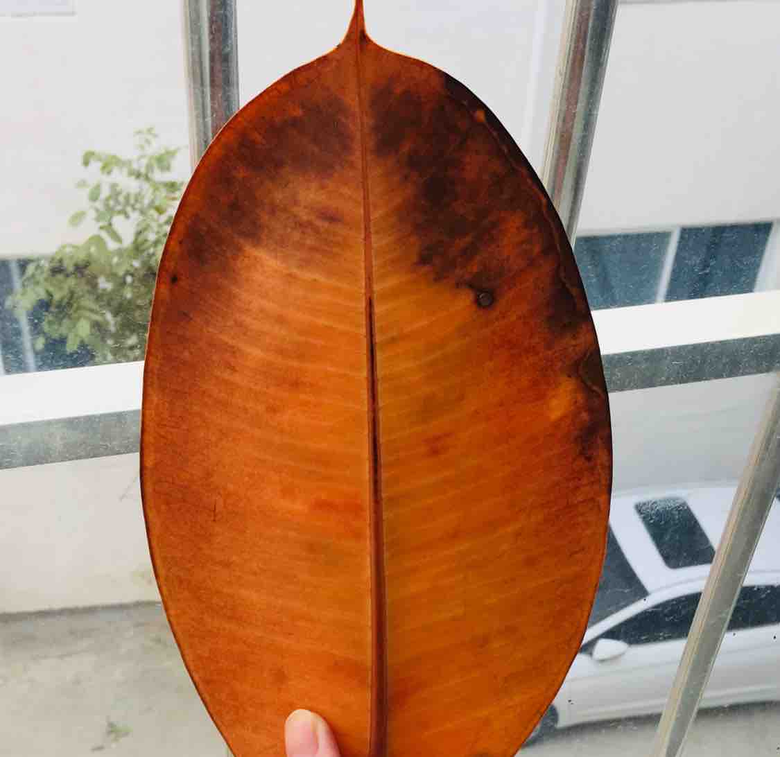 腊宝宝宝头像