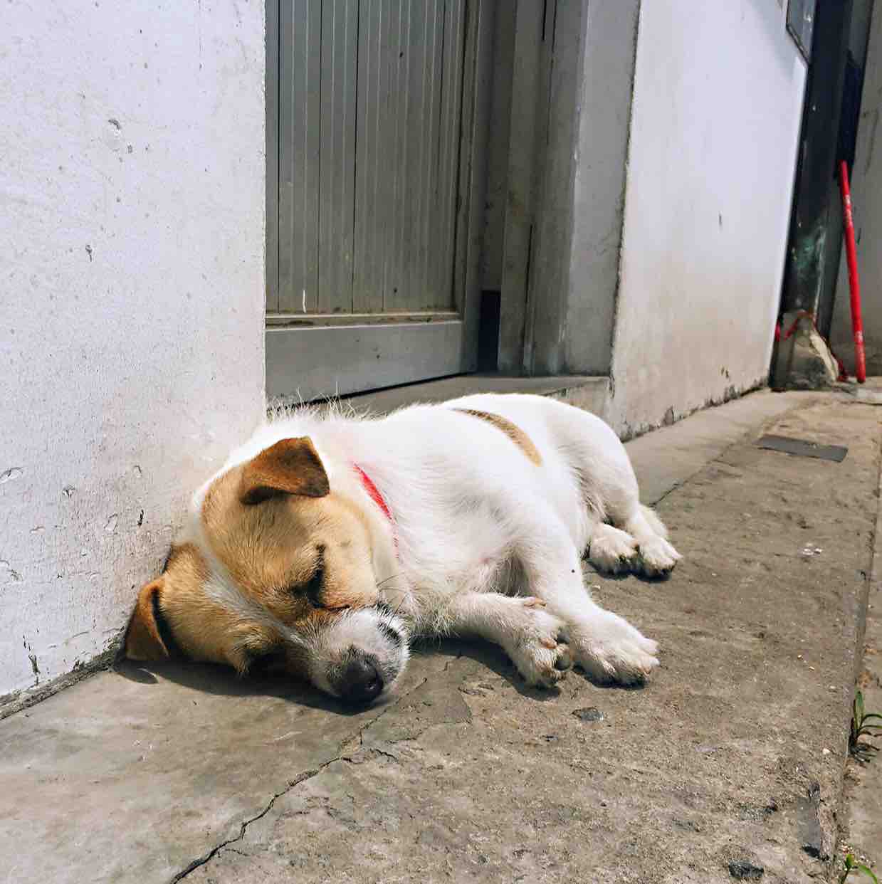 魔都隐没犬头像