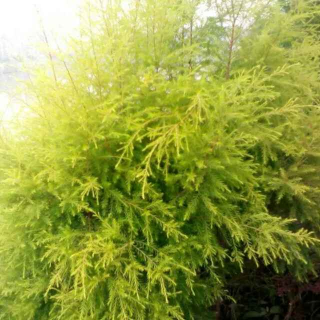 老玩游头像